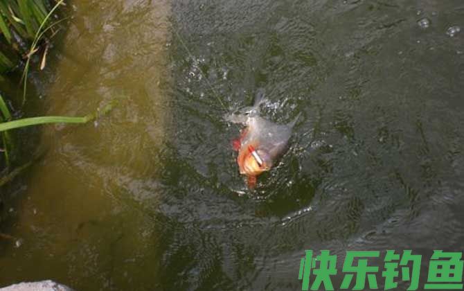 淡水白鲳是钓底还是钓浮？(图2)