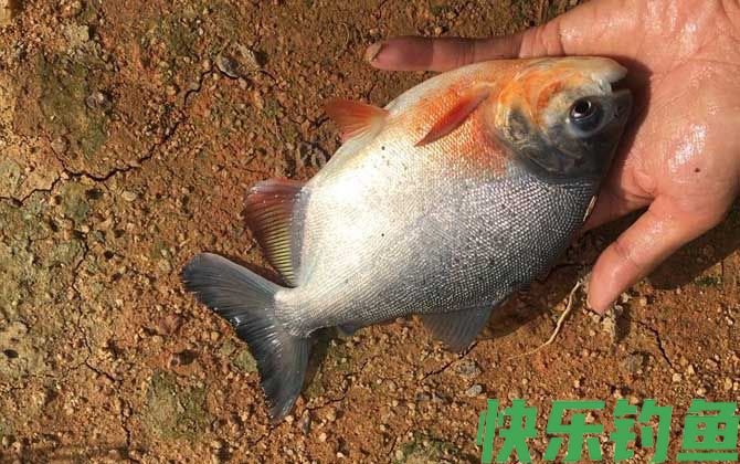 淡水白鲳是钓底还是钓浮？(图1)