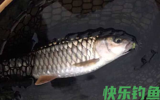 军鱼晚上路亚能钓到吗？(图2)