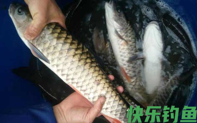 军鱼晚上路亚能钓到吗？(图4)