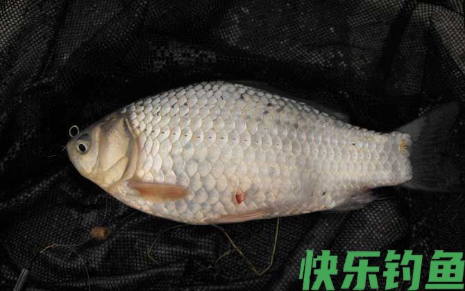 钓鲫鱼怎么打窝最好？(图3)