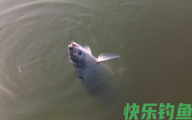 钓青鱼的方法和技巧(图3)