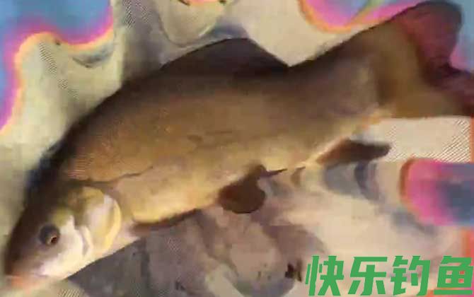 钓丁桂鱼怎么调漂最好？(图1)