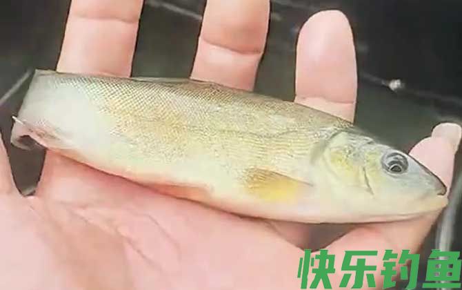 钓丁桂鱼怎么调漂最好？(图3)