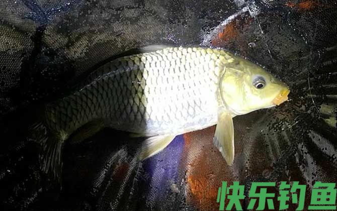 夜钓黑坑鲤鱼选哪个位置？(图1)