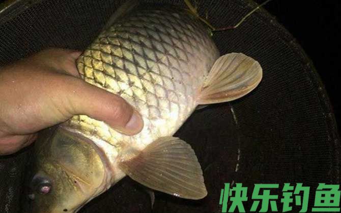 夜钓黑坑鲤鱼选哪个位置？(图3)