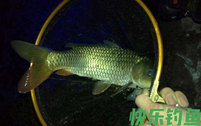 夜钓黑坑鲤鱼选哪个位置？(图4)