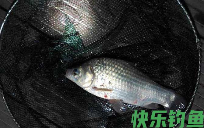 晚上钓鱼没口是什么原因？(图4)