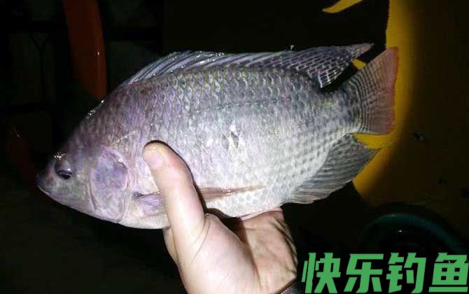夜钓罗非鱼技巧及注意事项(图4)