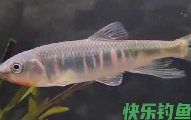 宽鳍鱲怎么钓上鱼快？(图5)