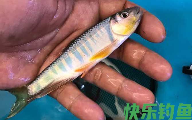 宽鳍鱲怎么钓上鱼快？(图4)