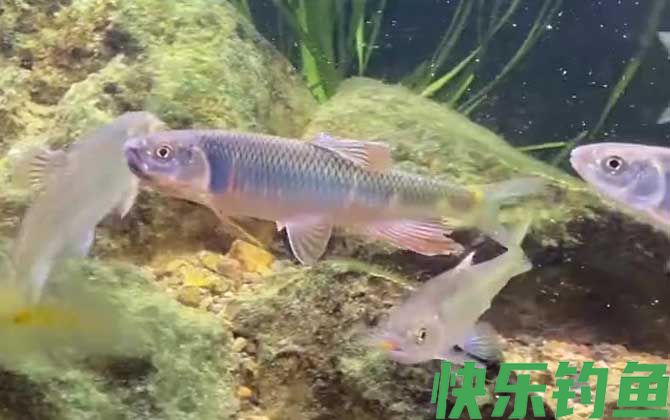 宽鳍鱲怎么钓上鱼快？(图3)