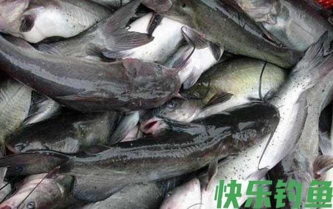 钓鲶鱼是钓浮还是钓底？(图2)