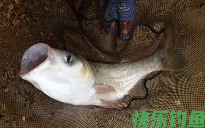 大肚漂钓鲢鳙漂相及调漂方法(图1)