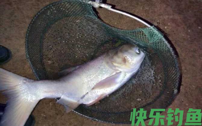 大肚漂钓鲢鳙漂相及调漂方法(图2)