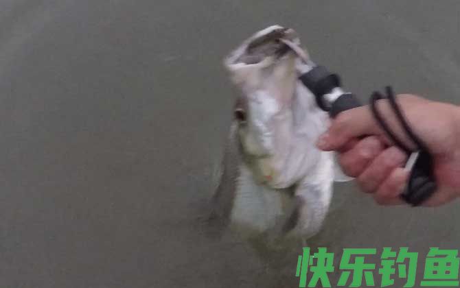手竿钓翘嘴的技巧和方法(图1)
