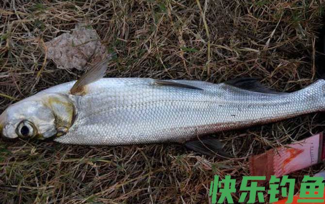 手竿钓翘嘴的技巧和方法(图3)