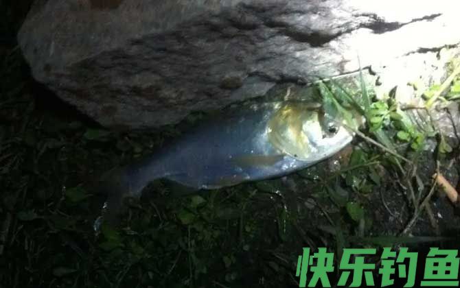 海竿钓鲢鳙技巧和方法(图2)