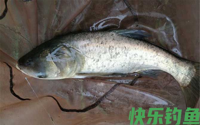 海竿钓鲢鳙技巧和方法(图6)