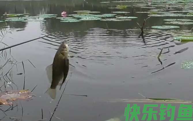 春季钓鱼钓顺风还是顶风？(图3)