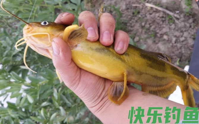 钓黄颡鱼有什么绝招？(图3)