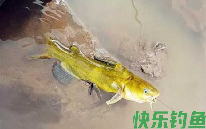钓黄颡鱼有什么绝招？(图4)