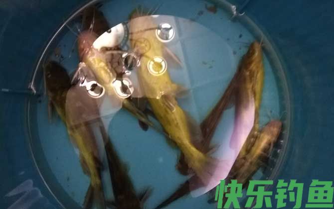 钓黄颡鱼有什么绝招？(图5)
