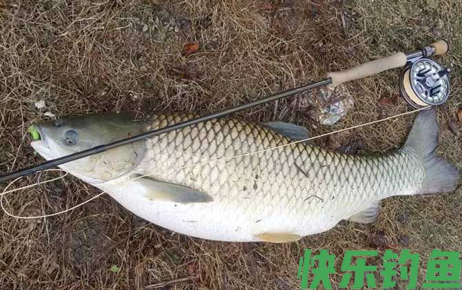 钓青鱼的最佳时间(图4)