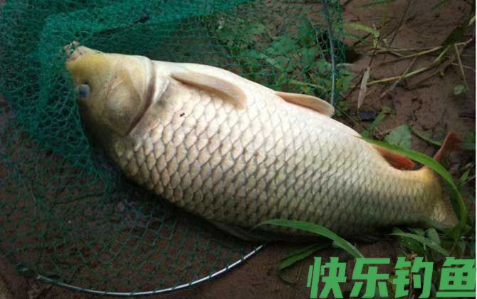 反底钓法钓鲤鱼效果怎么样？(图1)
