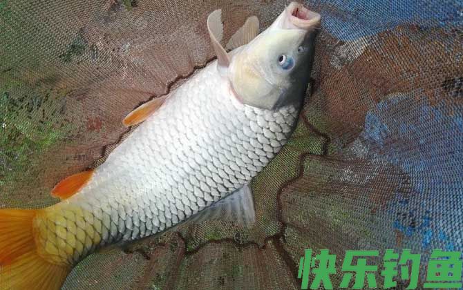反底钓法钓鲤鱼效果怎么样？(图3)