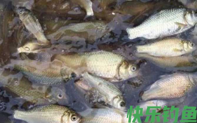 秋季钓鲫鱼的最佳时间(图4)