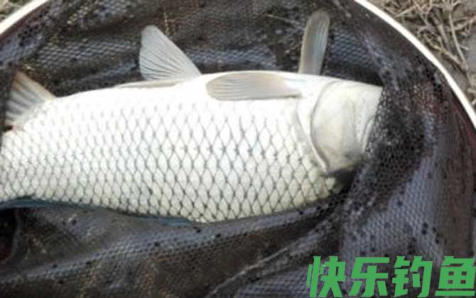 夏季钓鲤鱼技巧大全(图1)