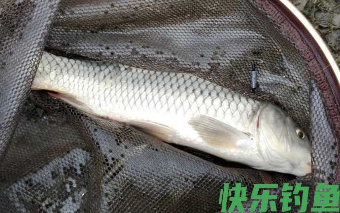 夏季钓鲤鱼技巧大全(图4)