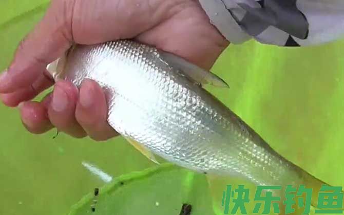 一天钓黄尾的最佳时间(图2)