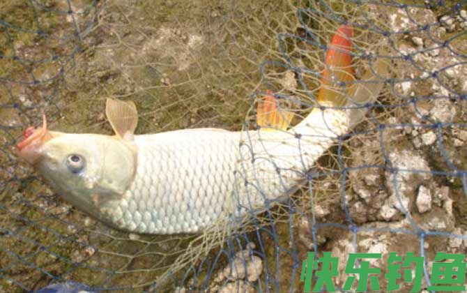 秋季溪河野生鲤鱼钓法及注意事项(图5)