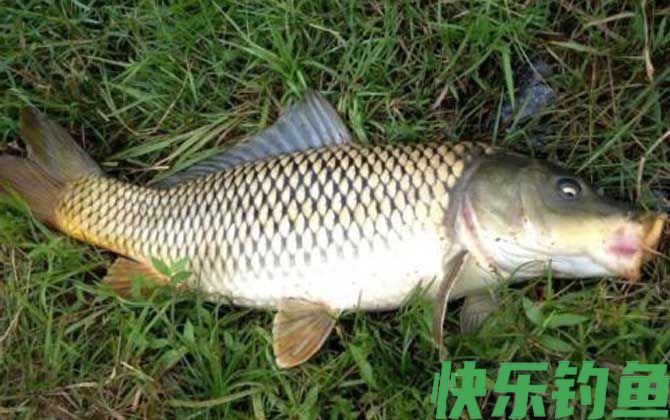 秋季溪河野生鲤鱼钓法及注意事项(图6)