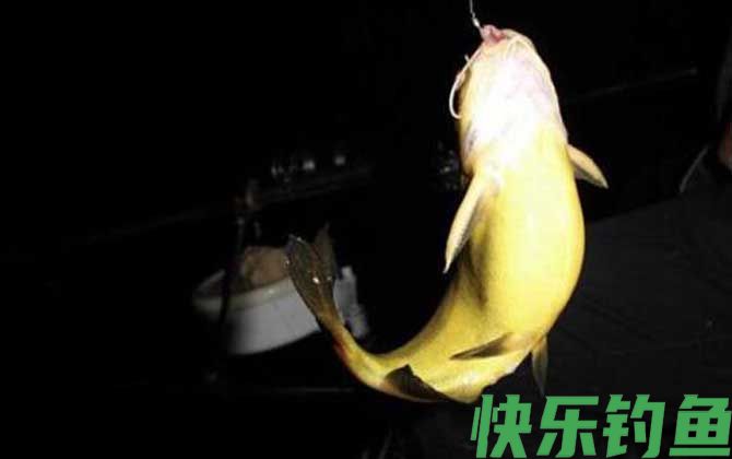 夜钓黄颡鱼技巧及注意事项(图1)
