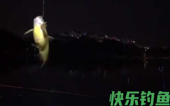 夜钓黄颡鱼技巧及注意事项(图5)