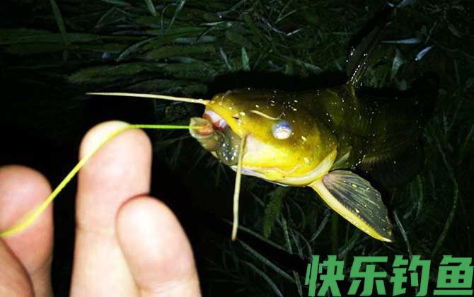 夜钓黄颡鱼技巧及注意事项(图4)