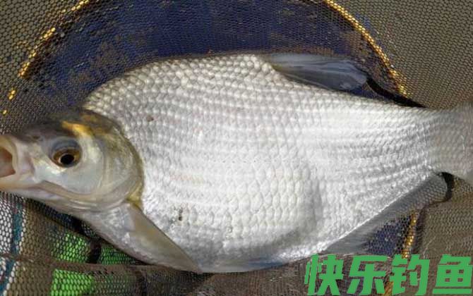 几月份可以用玉米钓鳊鱼？(图2)