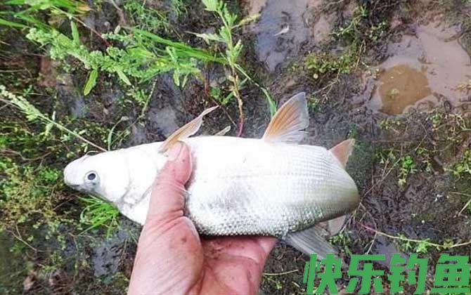 夜钓黄尾鱼钓远还是钓近?(图2) 夜钓黄尾鱼钓远还是钓近?(图2)