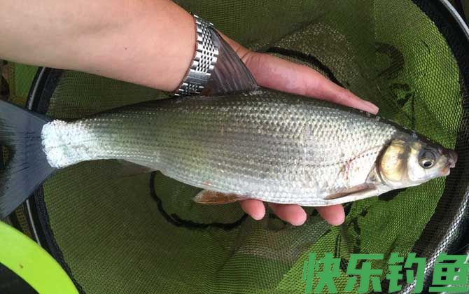 夜钓黄尾鱼钓远还是钓近?(图4) 夜钓黄尾鱼钓远还是钓近?(图4)