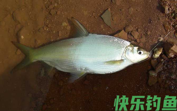 夜钓黄尾鱼钓远还是钓近?(图3) 夜钓黄尾鱼钓远还是钓近?(图3)
