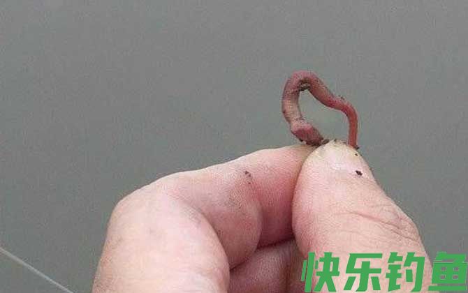 蚯蚓钓鱼什么时候提竿？(图1)