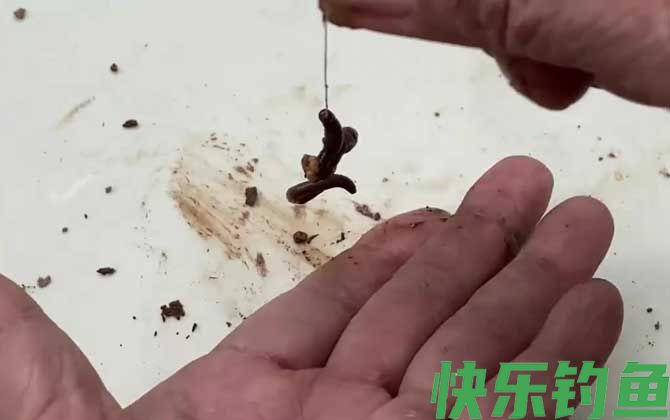 蚯蚓钓鱼什么时候提竿？(图4)