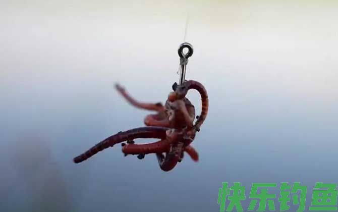 蚯蚓钓鱼什么时候提竿？(图2)