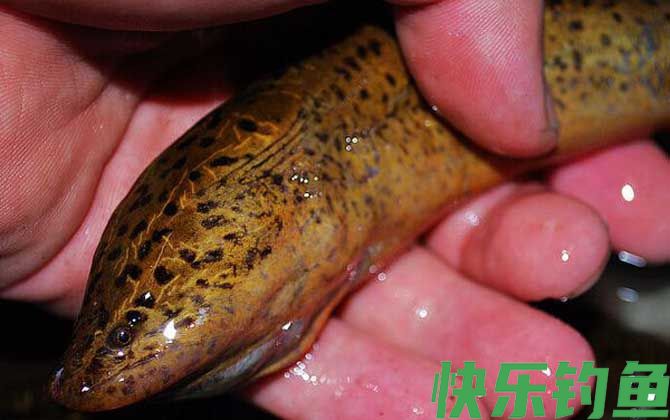 几月份可以钓黄鳝？(图1)