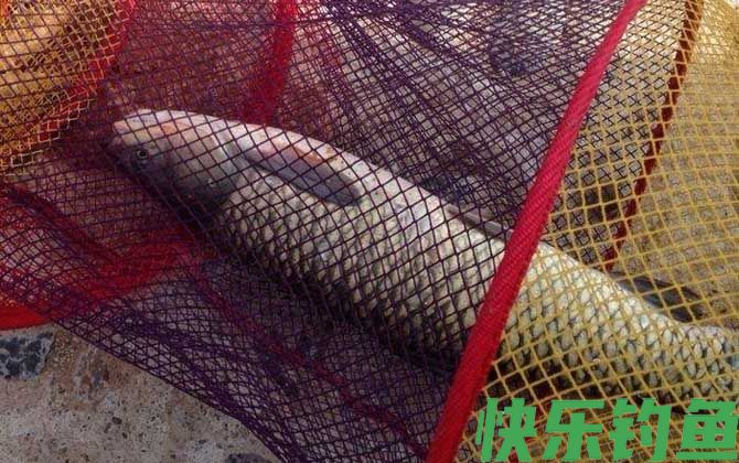 玉米怎么钓青鱼上鱼快?(图4) 玉米怎么钓青鱼上鱼快?(图4)