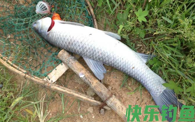 玉米怎么钓青鱼上鱼快?(图5) 玉米怎么钓青鱼上鱼快?(图5)