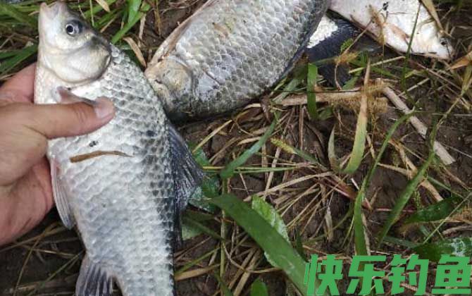 水库野钓鲫鱼如何打窝？(图3)